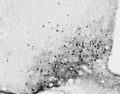 Anti-Cellular oncogene fos (c-Fos) Antibody