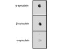 Dot blot of human synuclein proteins (20 ng/dot) with S-044-100, diluted to 1 µg/mL.