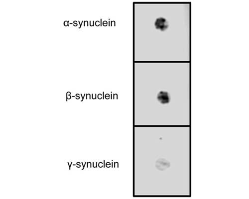 Dot blot of human synuclein proteins (20 ng/dot) with S-044-100, diluted to 1 µg/mL.