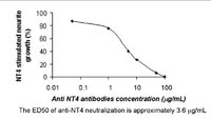 The effect of anti-NT4 antibody on the neurite outgrowth of embryonic dorsal root ganglion promoted by NT4. The ED50 is approximately 3.6 µg/mL.