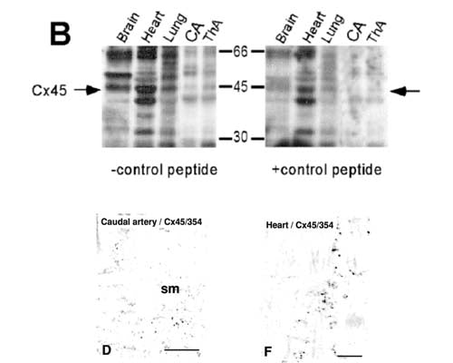 B: Western Blotting of tissue extracts from rat brain, heart, lung, liver, caudal artery (CA) and thoracic aorta (ThA) using S-061-100. Arrows show the position of the expected Cx band. The left panels represent incubation with Cx antibody whereas right panels represent pre-incubation of the antibody with immunogenic peptide. D and F: Immunohistochemical analysis of Cx45 expression in caudal artery (D) and heart tissue (F). Sparse Cx45 expression could be detected in CA and heart (adapted from Rummery, NM et al 2002, Supplementary Figure VII. and Figure 2).