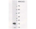 Western blot detection of recombinant SUMO-1 protein using Sheep antibody to SUMO-1 (6-21): ws, (catalogue no. S-064-100) at a dilution of 1:8000. The protein sample was 1 µl of E.Coli cell lysate containing approximately 50 ng of recombinant SUMO-1 protein. This antibody recognises a major band of approximately 17 kDa corresponding to SUMO-1, as well as a smaller minor band of 8 kDa.