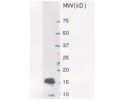 Western blot detection of recombinant SUMO-1 protein using Sheep antibody to SUMO-1 (6-21): ws, (catalogue no. S-064-100) at a dilution of 1:8000. The protein sample was 1 µl of E.Coli cell lysate containing approximately 50 ng of recombinant SUMO-1 protein. This antibody recognises a major band of approximately 17 kDa corresponding to SUMO-1, as well as a smaller minor band of 8 kDa.
