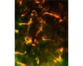 Immunofluorescence histochemistry with sheep antibody to glutathione peroxidase 1 (S-072-100). Staining obtained within microglia in the septal region of rat brain and is doubled labeled to show the presence of GFP protein in these same cells following a transfection experiment. Concentration of antibody used was 1:500.