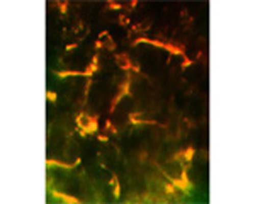 Immunofluorescence histochemistry with sheep antibody to glutathione peroxidase 1 (S-072-100). Staining obtained within microglia in the septal region of rat brain and is doubled labeled to show the presence of GFP protein in these same cells following a transfection experiment. Concentration of antibody used was 1:500.