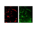 Anti-Glutathione peroxidase 1 (GPx-1) Antibody