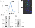 Analysis of alpha-synuclein expression by Flow Cytometry (A), Immunocytochemistry (B) and Western Blotting (C). The Flow Cytometry histogram (A) demonstrates presence of alpha-synuclein (blue line) in human SHSY-5Y neuroblastoma cells. Specific alpha-synuclein immunoreactivity (IR) is also observed in SHSY-5Y cells by Immunocytochemistry (B1, green), while under control conditions (B2), alpha-synuclein-IR is absent. In rodent tissue, the antibody detects _-synuclein monomer (~15 kDa) and a band at ~50 kDa on the blot, which most likely represents multimeric _-synuclein protein, which has been described by Shen et al., 2015, and others. Both bands are _-synuclein antibody specific as demonstrated by blocking with immunizing peptide. Recombinant human _-synuclein protein (100 ng) was run as control. Flow Cytometry method: Fixing and permeabilization: Absolute methanol (10 minutes on ice) and 0.1% Tween-20 in PBS; Blocking: 200 µg/mL sheep IgG; Primary antibody: sheep antibody to alpha-synuclein (S-075-50, 2 µg per ~10^6 cells, blue) for 30 minutes at room temperature; Secondary antibody: Goat anti-sheep, PE-labeled (1:100 dilution), 20 minutes in dark at room temperature. Negative control: Normal sheep IgG (S-1754-500, black). Data and results were generated using Orflo MoxiflowTM instrument and protocols. Immunocytochemistry method: Fixed (4% formaldehyde), permeabilized, and blocked (10% normal horse serum, 0.1% Triton X100) cells were incubated with alpha-synuclein antibody S-075-50 (2 µg/mL, green) for 1 hour. Primary antibody binding was visualized with a secondary donkey anti-sheep-CF488A antibody (4 µg/mL, 1 hour incubation). Cell nuclei were stained with Hoechst dye (blue). Control cells were stained following the same protocol, substituting the primary antibodies with normal sheep IgG (S-1754-500). Magnification: 100x. Western Blotting method: Protein loading amount: 50 µg per lane; Transfer: Towbin's buffer with 20% methanol, semi-dry; Blocking: 5% skim milk; Primary antibody: 1 µg/mL, overnight incubation at 2-8°C; Secondary antibody: anti-sheep-HRP (1:6000); Detection: Chemiluminiscence. Proteins were fixed on membrane (0.4% formaldehyde, 30 minutes at room temperature) after transfer as described by Lee & Kamitani, 2011.
