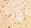 Anti-Alpha-synuclein Antibody
