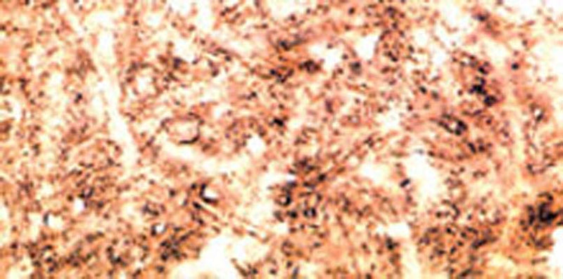 Immunohistochemical staining of beta synuclein in rat spinal cord using sheep polyclonal to human beta synuclein, catalogue number S-077-100