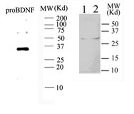 Western blot analysis of proBDNF on DRG homogenate. lane 1: brain; lane 2: DRG. The antibody recognises monomer and dimer of the recombinant proBDNF.