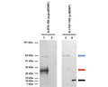 Separation and detection of proBDNF in conditioned 293 cell culture medium (Lanes 1 and 3, 50 ng/lane) and purified mature BDNF (Lanes 2 and 4, 50 ng/lane) by reduced SDS-PAGE and western blotting. Anti-proBDNF sheep antibody S-079-100 (1/1000) detects 2 bands (Lane 1) with the apparent molecular weight of &#8776; 32 kDa (red arrow) and &#8776; 64 kDa (blue arrow) corresponding to glycosylated proBDNF monomer and dimer, respectively. S-079-100 is specific for proBDNF and does not recognize mature BDNF (Lane 2). Rabbit anti-BDNF antibody R-1707-100 (0.2 µg/mL) is a superb antibody for western blotting. It detects mature BDNF (&#8776; 14 kDa, Lane 4, black arrow) and shows lower affinity for pro-BDNF monomer (Lane 3, red arrow) and proBDNF dimer (Lane 3, blue arrow).