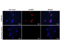 Immunofluorescence analysis of proBDNF expression in human SHSY-5Y cells. Fixed (4% formaldehyde), permeabilized, and blocked (10% normal horse serum, 0.1% Triton X100) SHSY-5Y cells were incubated with proBDNF antibody S-079-100 (1:1000, red) for 1 hour. Primary antibody binding was visualized with a secondary donkey anti-sheep-PE antibody (1:100, 1 hour incubation). Cell nuclei were stained with Hoechst dye (blue). BDNF-IR is observed in the perinuclear cytoplasm. Magnification: 100x.