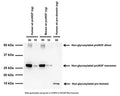 Western blot of proNGF proteins produced in E.Coli. S-080-100 detects the human and mouse form of proNGF as well as the pro-domain peptide. SDS-PAGE: denatured and reduced; Transfer: Tris-Glycine buffer; Membrane: nitrocellulose (0.45 um); Blocking: 5% skim milk in TBST, 2 hours at RT; Primary antibody: overnight at 4°C (1:1000 dilution); Secondary antibody: anti-sheep-HRP (1/3000), 2 hours at RT; Detection: Chemiluminiscence.