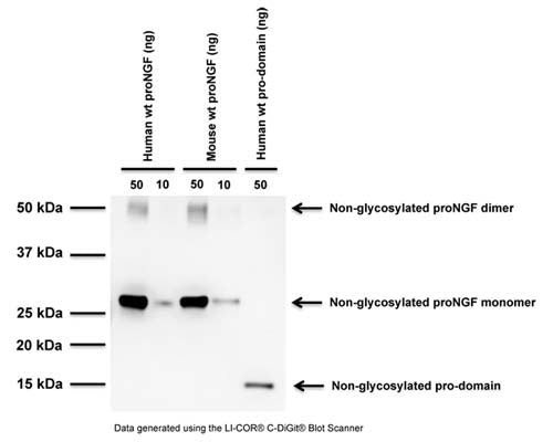 Western blot of proNGF proteins produced in E.Coli. S-080-100 detects the human and mouse form of proNGF as well as the pro-domain peptide. SDS-PAGE: denatured and reduced; Transfer: Tris-Glycine buffer; Membrane: nitrocellulose (0.45 um); Blocking: 5% skim milk in TBST, 2 hours at RT; Primary antibody: overnight at 4°C (1:1000 dilution); Secondary antibody: anti-sheep-HRP (1/3000), 2 hours at RT; Detection: Chemiluminiscence.