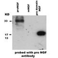 The sheep anti-proNGF antibodies recognize recombinant proNGF, the prodomain of NGF and but not mouse mature NGF (50 ng in each lane).