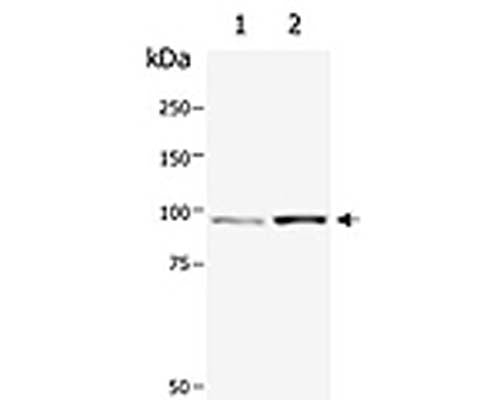 Western blot analysis of Catenin beta (S-1233-100) in extracts from HepG2 cells: untreated (Lane 1) and treated with GSK3 inhibitor (Lane 2).