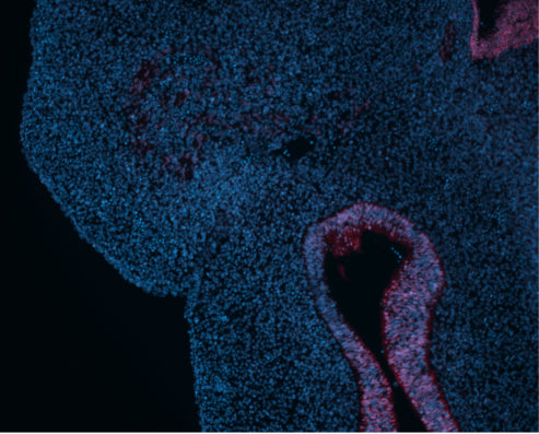 Transverse section of an E11.75 mouse embryonic face. SOX2 (cat. SOX2, 1:100; red) staining seen in nasal epithelium and neuroepithelium. Nuclei stained with DAPI (blue). Image kindly provided by Viviana Hermosilla, University of California, San Francisco.