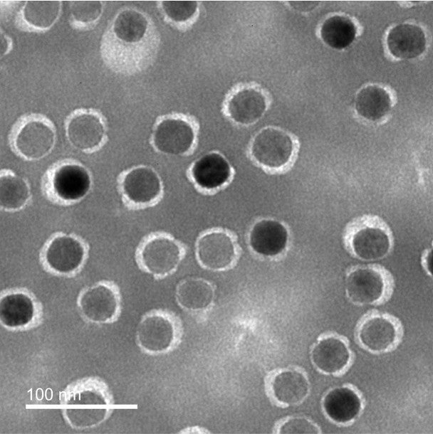 Transmission Electron Microscopy (TEM) negative staining of Dex-NPs