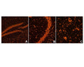 Image of mouse brain tissue (Images A, B, C by Immunofluorescence) stained with NisslFluor™ Red (TR-200-NRD).Prominent staining of neuronal soma and dendrites is observed, characteristic of healthy neurons