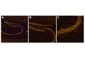 Image of mouse brain tissue (Images A, B, C by Immunofluorescence) stained with NisslFluor™ Orange (TR-210-NOR).Prominent staining of neuronal soma and dendrites is observed, characteristic of healthy neurons