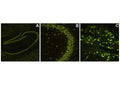 Image of mouse brain tissue (Images A, B, C by Immunofluorescence) stained with NisslFluor™ Green (TR-220-NGN). Prominent staining of neuronal soma and dendrites is observed, characteristic of healthy neurons
