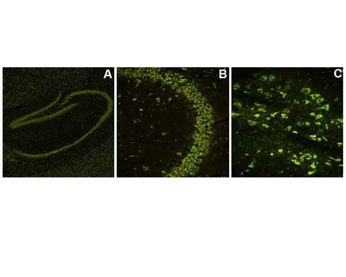 Image of mouse brain tissue (Images A, B, C by Immunofluorescence) stained with NisslFluor™ Green (TR-220-NGN). Prominent staining of neuronal soma and dendrites is observed, characteristic of healthy neurons