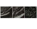 Image of mouse brain tissue (Images A, B, C by Immunofluorescence) stained with NisslFluor™ Silver (TR-230-NSL). Prominent staining of neuronal soma and dendrites is observed, characteristic of healthy neurons