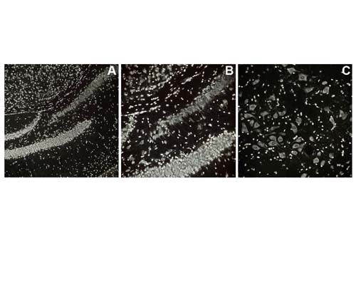 Image of mouse brain tissue (Images A, B, C by Immunofluorescence) stained with NisslFluor™ Silver (TR-230-NSL). Prominent staining of neuronal soma and dendrites is observed, characteristic of healthy neurons