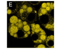 Staining of lipids with TR-600-P1 in adipocytes (E).