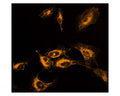 Staining of endoplasmic reticulum in cultured cells.