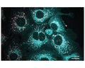 Staining in cells with TR-605-ER2 tracing reagent.