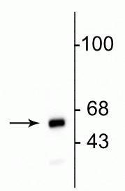 Western blot of HeLa cell lysate showing specific immunolabeling of the ~60 kDa mitochondrial protein.