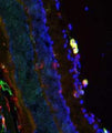 Immunofluorescent image of mouse retina specifically labeling arginase (Cat. 146-ARG, 1:500, green) and CD206 (red). The blue nuclear stain is DAPI. The image was kindly provided by Sarah Gough, University