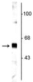Western blot of rat cortical lysate showing specific labeling of the ~65 kDa synaptotagmin protein. 