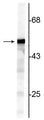 Western blot of NIH 3T3 cell lysate showing specific immunolabeling of the ~50 kDa Vimentin protein.