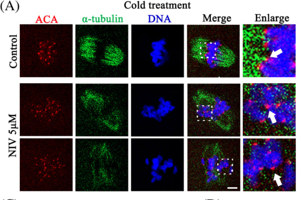 Immunofluorescence of control and nivalenol (NIV) treated mouse oocytes where α-tubulin is labeled green, centromeres are labeled red and DNA is dyed blue by Hoechst. Image from publication CC-BY-4.0. PMID: 35746834