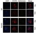 Immunostaining showing that there is no difference for centromere intensity between mouse WT and Fbxw24-KO germ cells, meanwhile SYCP3 intensity significantly increased in Fbxw24-KO germ cells. DNA in blue, SYCP3 in red, centromere in green. Image from publication CC-BY-4.0. PMID: 35858239