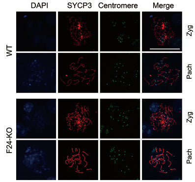 Immunostaining showing that there is no difference for centromere intensity between mouse WT and Fbxw24-KO germ cells, meanwhile SYCP3 intensity significantly increased in Fbxw24-KO germ cells. DNA in blue, SYCP3 in red, centromere in green. Image from publication CC-BY-4.0. PMID: 35858239