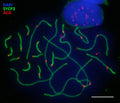 Immunostaining of Vipera berus (Reptile, snake) synaptonemal complexes identifying the lateral elements of meiotic bivalents (Anti-SYCP3, green), the centromere proteins (Anti-ACA,  Cat 15-235, 1:250, red), and nuclei staining with DAPI (blue). Image kindly provided by Victor Spangenberg, Vavilov Institute of General Genetics, Moscow,