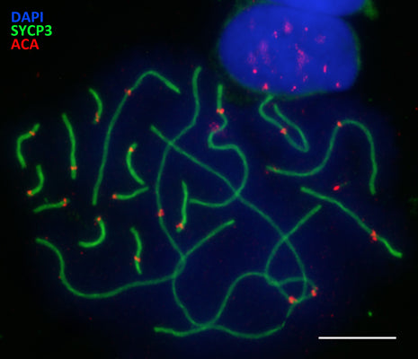 Immunostaining of Vipera berus (Reptile, snake) synaptonemal complexes identifying the lateral elements of meiotic bivalents (Anti-SYCP3, green), the centromere proteins (Anti-ACA, Cat 15-235, 1:250, red), and nuclei staining with DAPI (blue). Image kindly provided by Victor Spangenberg, Vavilov Institute of General Genetics, Moscow, Russia.
