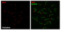 Immunolabeling of spreaded WT mouse pachytene spermatocytes positively labeling CREST/Centromere Protein (red,  Cat 15-235, 1:20) and SYCP3 (green). Image kindly provided by Fernando Sánchez Sáez and Alberto M. Penás from Universidad de Salamanca, Spain.