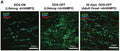 EGFP expression (green) was absent in the optic nerves of [gfap] dnVAMP2 mice supplied DOX (DOX-ON) and prevalent in astrocytes in the optic nerves of [gfap] dnVAMP2 mice on a diet without DOX (DOX-OFF) from gestation through adulthood (P70). EGFP expression in astrocytes was also elevated for a DOX-ON diet through development with DOX_OFF for P40 to P70 (30 d DOX-OFF). The paranodal region labeled with Caspr1 (red). DNA labelled with DAPI (blue). Image from publication CC-BY-4.0. PMID:36302632