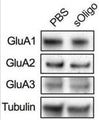 Primary cultures of rat hippocampal neurons were treated at DIV9 with either 2 μg/μl sOligo or PBS and analyses were performed at DIV16. Post-synaptic levels of GluA1, GluA2 (Cat. 75-002, 1:1000), and GluA3 were evaluated by Western blot in TIF from sOligo- or PBS-neurons. Image from publication CC-BY-4.0. Cat. 75-101, N59/36 ), GluA2 (75-002, L21/32), PSD-95 (75-028, K28/43), SAP102 (75-058, N19/2). Image from publication CC-BY-4.0. PMID: 39370692