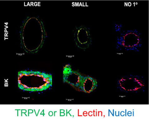 Representative images of EC PM TRPV4 and BK (green), endothelial glycoprotein marker Lectin (red) in cross-sections of large and small mesenteric arteries. Nuclei are labeled with SYTOX (blue). “NO 1°” shows the no primary Ab negative controls. Image from publication CC-BY-4.0. PMID:36139754