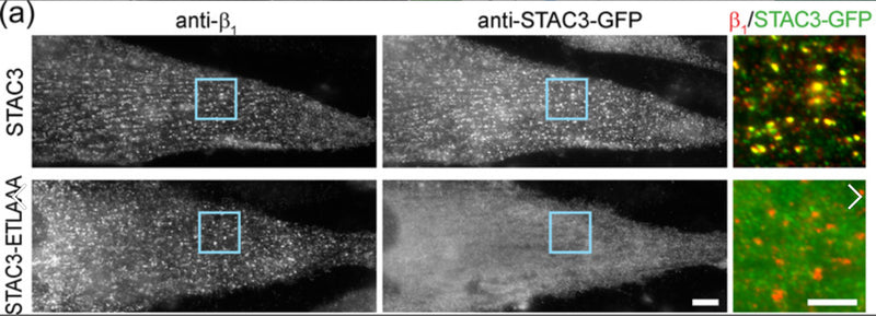 When coexpressed with CaV1.1 in F8 (CaV1.1−/−, STAC3−/−) myotubes, STAC3-ETLAAA-GFP does not colocalize in clusters with the β1 subunit, contrary to wild-type STAC3-GFP. Image from publication CC-BY-4.0. PMID:36161458