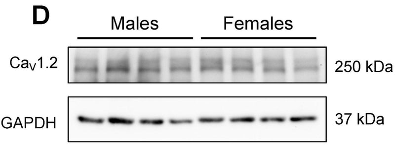 Western blot showing CaV1.2 protein expression is similar in the atria of male and female mice. Image from publication CC-BY-4.0. PMID:36142639