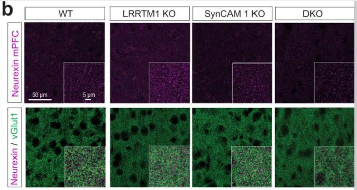Anti-VGlut1 Antibody (N28/9) | 75-066 Anti-VGlut1 Antibody (N28/9) | 75-066