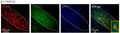 Immunostaining of NeuN (red), TRPC5 (green), DAPI (blue) and merged image in STN. Inset, enlarged merged image of a neuron. Image from publication CC-BY-4.0. PMID:36323817