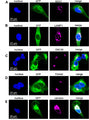 MDA-MB-231-β1-GFP cells were stained for (A) EEA1, (B) LAMP1, (C) GM130, (D) TGN46, (E) calnexin (all magenta), and DNA (DAPI, blue). GFP is shown in green. Image from publication CC-BY-4.0. PMID: 35752364