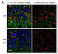 Representative images demonstrating GABRA1 (red) and GAD (green) immunofluorescence staining in WT and APE1 cKO mouse brain. Image from publication CC-BY-4.0. PMID:36465182